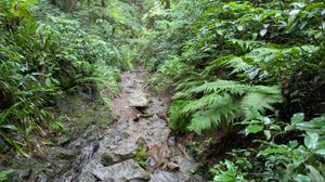 登山道(やっぱり川)